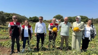 Meşhur Çeşme Kavununda Hasat Zamanı